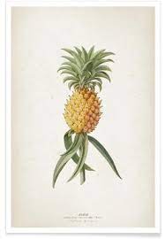 Vintage succulents poster, vintage botanical print, cactus print, cactus art, home decor wall art #vi1180 a fine art reproduction of a vintage botanical print illustrating various types of cacti and succulents this item is an unframed fine art reproduction of graphic illustration, , printed with premium, archival inks on the highest quality. Vintage Botanical Posters Vintage Plant Flower Prints Juniqe