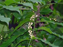 Image result for Aphanamixis polystachya