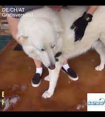 Pflegehandschuh 2020 Pet Grooming Evcil Hayvanlar