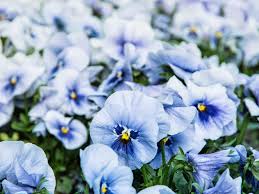 The wallpapers are white with light blue flowers. Blue Flowers For Your Garden Saga