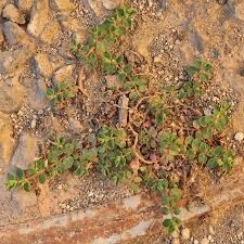 Image result for Euphorbia serpens