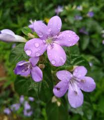 Image result for Barleria obtusa