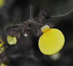 Image result for Calceolaria tripartita