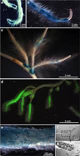 Image result for Rhizobium radiobacter, syn. Agrobacterium tumefaciens