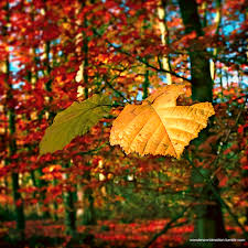 Tumblr Is A Place To Express Yourself Discover Yourself And Bond Over The Stuff You Love It S Where Your Interests Plant Leaves Original Oil Painting Nature