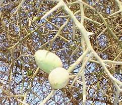 Image result for Grewia conocarpoides