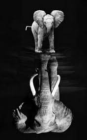 Hd Telefon Duvar Kagitlari In 2020 Elephant Photography Elephant Images Elephant Artwork