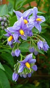 Pin On Flowers