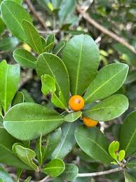 Image result for Manilkara concolor