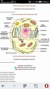 Plant cell with labels and definitions. Plant Cell Illustration With Hyperlinked Labels Download Illustration 2020
