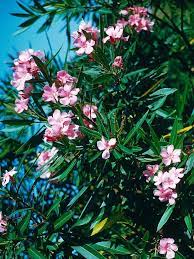 Oleander Nerium Oleander Piante Velenose Piantare Un Giardino Piantare Fiori