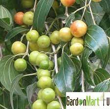Nama panggilan untuk buah bidara ada banyak buah bidara jika mengikut nama latin atau sainsnya adalah ziziphus mauritiana. Gnc Indian Jujube Fruit Tree Anak Buah Pokok Bidara è‹¹æžœæž£ å°æ¹¾é'æž£ Gardenmart4u Com