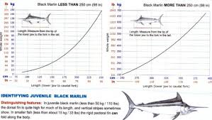 marlin weight to length chart fishing fishwrecked com