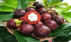 Image result for Garcinia mangostana