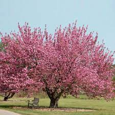Cerejeira Ornamental Prunus Serrulata Flora 10 Paisagismo