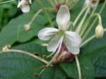 Image result for Clerodendrum buchneri