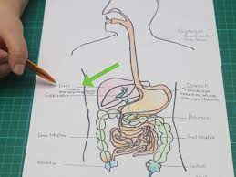 They like playing games, drawing, sketching and doodling on the tablet. How To Draw A Model Of The Digestive System 15 Steps