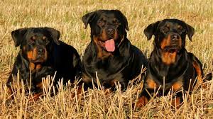 Rottweiler Lifespan Facts Rottweilerhq