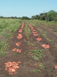Historia De La Batata En Feliciano Instituto Nacional De Tecnologia Agropecuaria