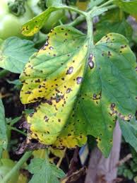 Image result for Septoria leaf spot of tomato