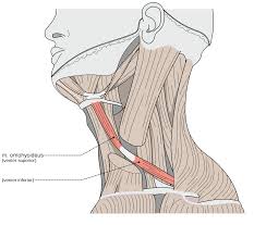 Please refer to table 2 below for specific origins, insertions, actions. Omohyoid Muscle Wikipedia