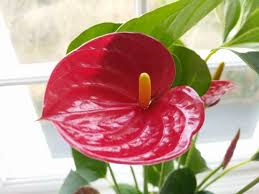 How To Care For Anthurium The Easy Way Flamingo Flower Smart Garden Guide Flamingo Flower Plant Care Houseplant Anthurium