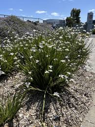 Image result for Dietes