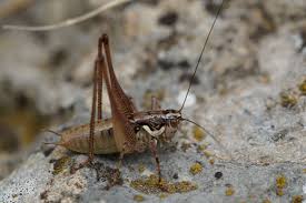 Image result for Ruspolia australis