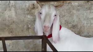 Mumbai is the hub of goats and approximately 30% of sojat goat comes in deonar bakra mandi every year at the time of eid. Pink Sojat Goat Al Raja Goat Farm Palanpur Gujrat By Khan Goat Farm