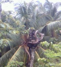 Anggota apm menangkap seekor ular tedung selar di atas bahagian dapur sebuah kedai makan di rkt kesedar paloh 2, gua musang hari ini. Ular Tedung Selar