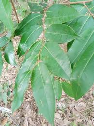 Image result for Xylopia odoratissima