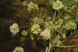 Image result for Cyclocarpa