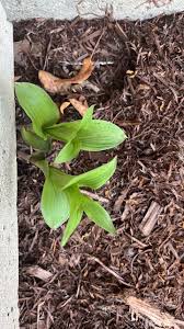 Image result for Brachycorythis buchananii