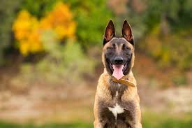 The malinois, a member of the akc herding group, was originally bred to guard and herd livestock. How Much Does A Belgian Malinois Cost The Ultimate Price Guide Perfect Dog Breeds