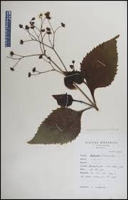 Image result for Adenostemma viscosum