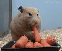 More images for cool animated animal gifs » Cute Animals Gifs Get The Best Gif On Giphy