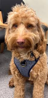 Meridian Veterinary Practice