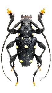 acanthoderes daviesii カミキリムシ 甲虫類 動物