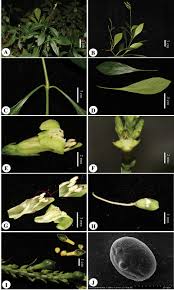 Image result for Justicia nyassana