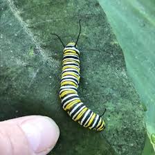 If they are in bright light, the white bands are wider while the black bands are narrower. Identifying Two Common Garden Caterpillars New Jersey Audubon