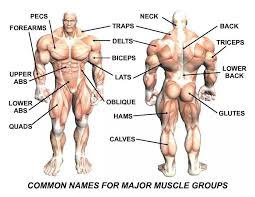 Mar 10, 2021 · the latissimus dorsi, also known as the back/lats, is a large muscle group that runs across the entire posterior of the torso. Pin By Alvin Mamangun On Muscle Groups To Workout Muscle Groups To Workout Body Muscles Names Major Muscles