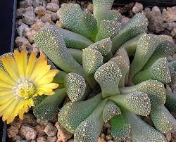 Aloinopsis Luckhoffii Synonym Nananthus Luckhoffii Titanopsis Luckhoffii Aloinopsis Villetii Nanan Sukkulenten Pflanzen Kakteen Und Sukkulenten Sukkulenten