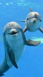 We did not find results for: Dolphin Wallpaper 4k Wallpaper Sun