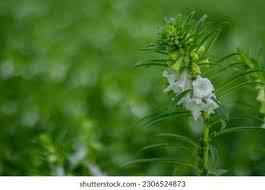 Image result for Pedaliaceae