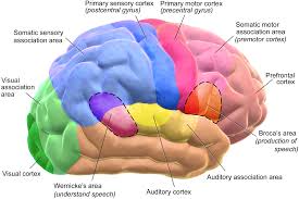 Labeled diagrams of the human brain Brain Simple English Wikipedia The Free Encyclopedia