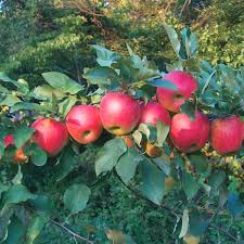 Oriental persimmons may not be winter hardy in northern. Stark Scarlet Crush Apple Apple Trees Stark Bro S