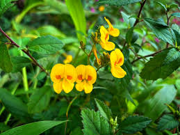 Image result for Smithia