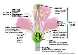 Since there are different kinds of flowers in the world, why not separate them in two different groups. About Flowers Kids Growing Strong Parts Of A Flower Ovaries Pollination