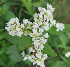 Image result for Fagopyrum