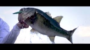 Berkley PowerBait The Champ Swimmer: Jordan Lee Reveals His Fishing Tips